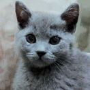 γαлg®₁₃₆₆₃₀₀₅₀₆₁