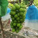 葡萄生产基地王述忠