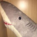 wx_Mr shark16