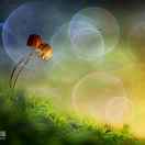 和平使者，家乡美