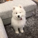 格拉斯哥求租