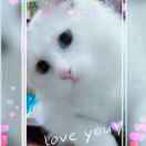 ℒℴѵℯ·ꦿ猫耳伶仃࿐ᩚ的头像-资源工坊