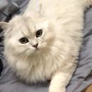 洛陽的头像-cok论坛 - AGREE动漫游戏