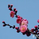 黄冬梅