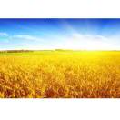 积沙成金的头像-助眠音声网