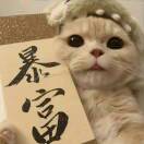 小旭子的头像-源码库