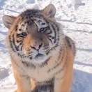 菜鸟报道站ོ的头像-WordPress主题模板-zibll子比主题