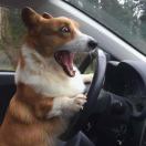 三头六臂显威力的小小文i