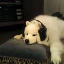 Ogemhor hmgty的头像-梦马考研