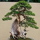 一生平安万事顺利