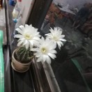 无若有心的头像