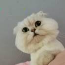 闹