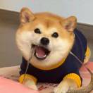 辛逝纪芙音战士的头像-梦马考研