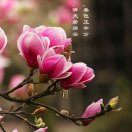 一揽芳华