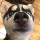 新派