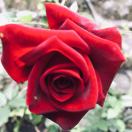 龙之门大语文一清清