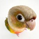 Squawk41BABY member profile picture