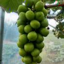 李召岭家庭农场