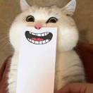 茳