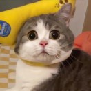 听之.