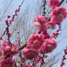 莲莲