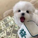 jat996633的头像-951博客