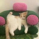 冈底斯山猫头像