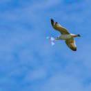 客如云舞钢总代13938668201