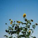 用户90376498的头像-秀琴曲谱网