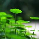 龙江城区中心小学