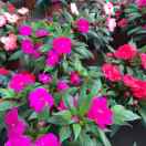 幸福快乐的头像-阿语人