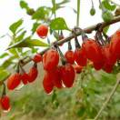 马晓辉的头像-义乌朱哈网络科技