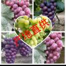 葡萄13482921605