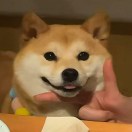 ffforest's Avatar