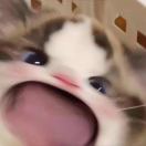 皇甫铁牛