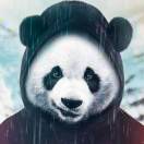 张先生的头像