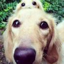 老孔家的丑媳妇