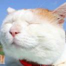 楊