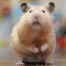 王浩（蔚蓝海岸民宿）