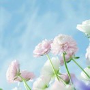 晓晗