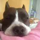 🐶陪傻狗度过漫长岁月