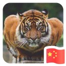成哥的头像