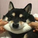 ᠬᠡᠰᠢᠭᠳᠠᠯᠠᠢ