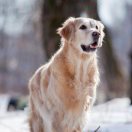 u客直谈实名认证范女士