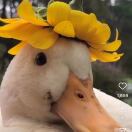 纽约(纽约州)求租