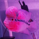 花开花落的头像