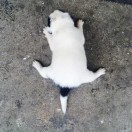 散步的水