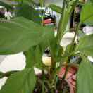 幸福到永远的头像-拟人圈