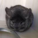 szh的头像-小果迷