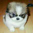 用户61876046的头像-WordPress主题模板-zibll子比主题